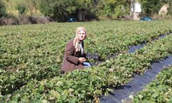 Peyzaj mimarıydı, çilek üreticisi oldu