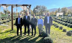 Samsun'da kadın üretici lavanta yetiştiriciliğiyle tarımsal çeşitliliğe katkı sağlıyor