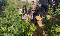 Sason'da kütüphane bahçesinde yetiştirilen sebzeler şehit aileleri ve ihtiyaç sahiplerine ulaştırıldı