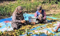 Sındırgı'da ceviz rekoltesi üreticiyi sevindirdi