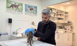 Tokat'ta binlerce kişiyi hastanelik eden şikayetler kedi ve köpeklerde de görüldü