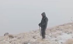 Tunceli'de yüksek kesimlere kar yağdı: Koyunlar karlar altında otladı