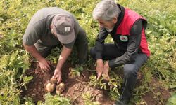 Türkiye'de patates sökümünün en son yapıldığı Sivas'ta söküm için gözler 29 Ekim'e çevrildi