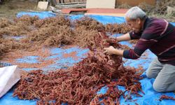 Yabani sumakları aşılanıp üretime kazandırıldı: Kilosu 900 TL'den alıcı buluyor