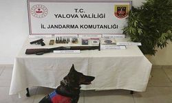 Yalova'da yasa dışı kenevir operasyonu