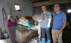 Yemek borusuna armut kaçan gebe inek, ameliyatla kurtarıldı