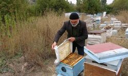 Yozgat'ta ezber bozan hasat: İlaçsız arıcılığın şifresi kenevirde bulundu