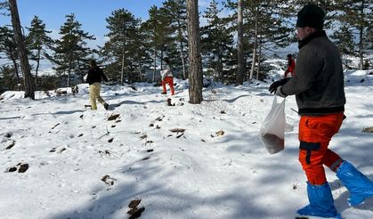 Bolu’nun ormanlarına tohum takviyesi