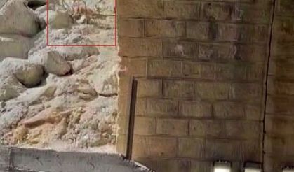 Malatya'da dağ keçileri görüntülendi