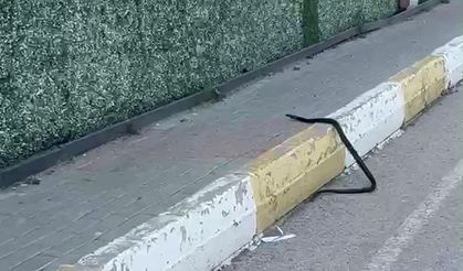 Şırnak'ta yılan paniği