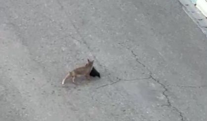 Tilki ile vatandaş arasında şaşırtan diyalog
