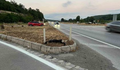 Samsun'da köpeğe çarpan motosikletteki sürücü ve yolcu yaralandı