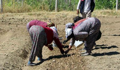Kilosu 600 bin lira: Safranın yeni sezon dikimi başladı