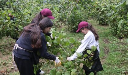 Mardinli gençler Ordu'yu her yönüyle tanıyıp, fındık tarımını öğreniyor