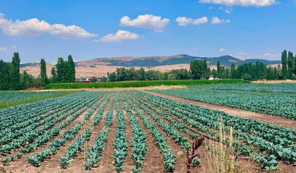 Sinanpaşa'da brokoli üretim alanlarında tarla kontrolleri gerçekleştirildi