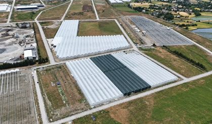 Bafra'da sera organize tarım bölgesinde doluluk yüzde 85'e ulaştı