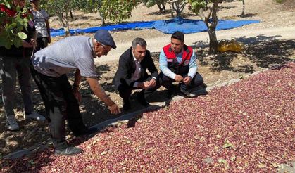 Güney'de toplanan Antep fıstıkları üreticinin yüzünü güldürüyor