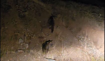 Tunceli'de anne ayı ve 3 yavru görüntülendi