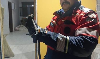 Hassa'da evde görülen yılan itfaiye ekiplerince yakalandı