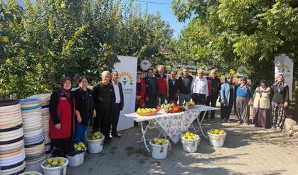 Kahramanmaraş'ta ayva üreticilerine hasat desteği