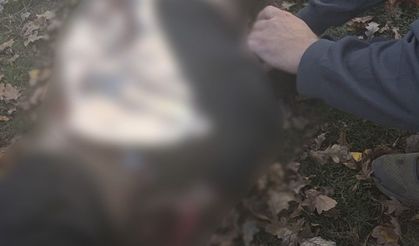 Rusya Ukrayna'da parkı vurdu: 3'ü çocuk 6 ölü