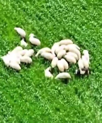 Kaybolan koyun sürüsü tarlanın ortasında dronla bulundu