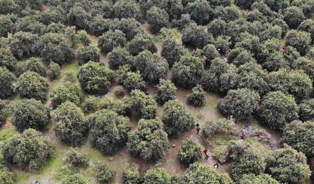 46 şehirden gelen 200 gönüllü enkaz kentte narenciye hasadında