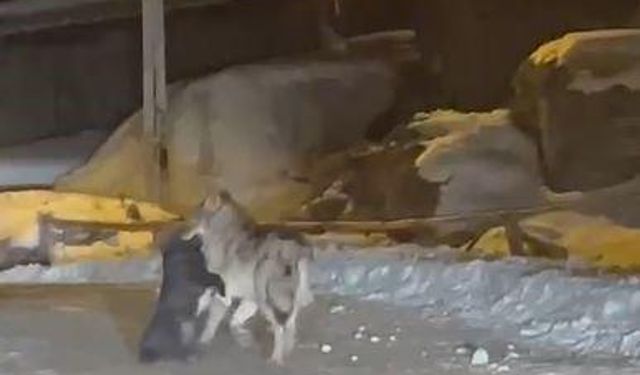 Aç kalan kurt, köpeği sürükleyerek götürdü