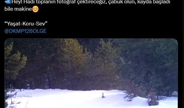 ’Ailesine seslenen’ vaşak, fotokapana yansıdı