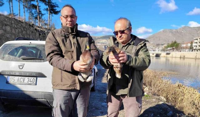 Amasya’da evinde 9 yaban hayvanı bulunan şahsa 55 bin TL ceza