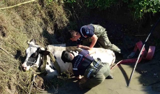 Antalya’da sulama kuyusuna düşen inek seferberliği