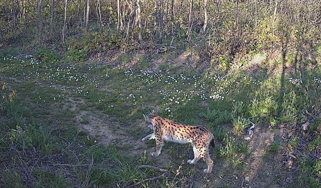 Bingöl’de 2023 yılındaki yaban hayatı fotokapanlara yansıdı