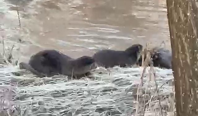 Biri bile görülemezken üçü bir arada görüntülendi