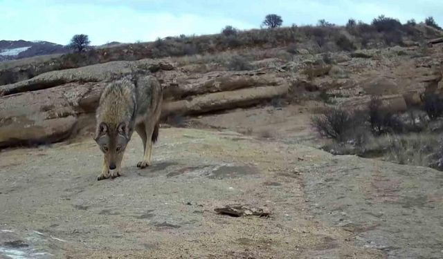 ’Canavar’ın görüntüsü foto kapana yansıdı