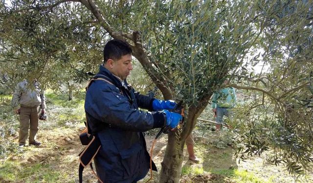 Foça’da zeytin ağaçlarında budama başladı