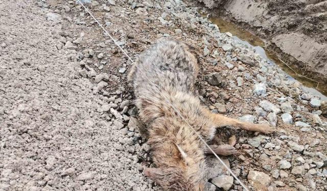 Kahramanmaraş’ta yaralı çakal kurtarıldı