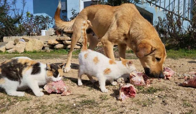 Köpek ile kedilerin yıllardır süren dostluğu