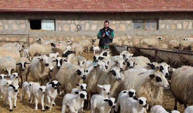 Kuzu doğumlarında üçüzler arttı, kış güneşi süt kuzularına yaradı