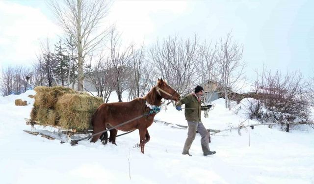 Muş’ta besicilerin imdadına atlı kızaklar yetişti