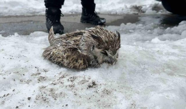 Tatvan’da soğuk havadan dolayı puhu dondu