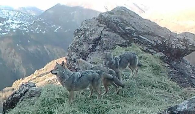 Tunceli’nin yaban hayatı fotokapanlara yansıdı