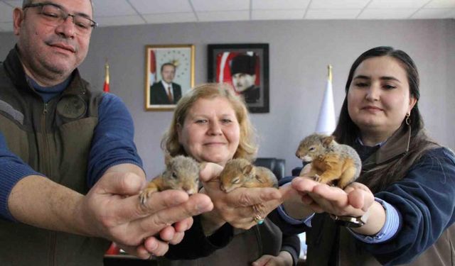 Annesiz kalan sincap yavrularına özel bakım