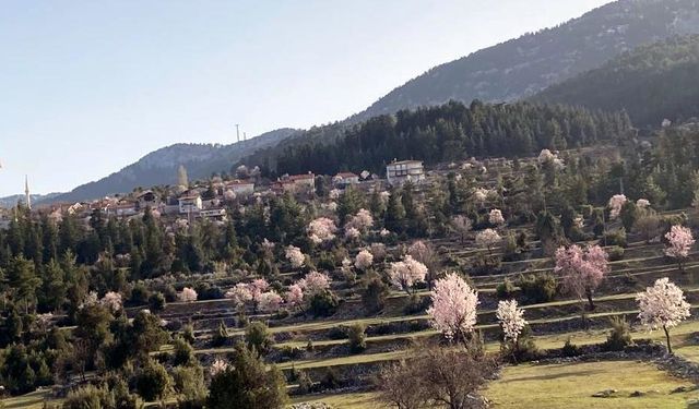 Antalya’nın yüksek kesimlerinde güneşe aldanan badem ağaçları erken çiçek açtı