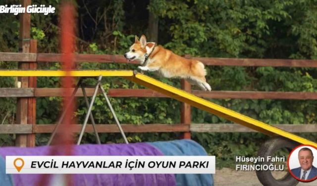 Bartın’da sokak hayvanları için yuva evcil hayvanlar için oyun parkı yapılacak