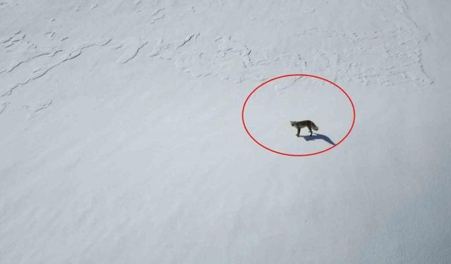 Beytüşşebap’ta tilkinin dron ile imtihanı