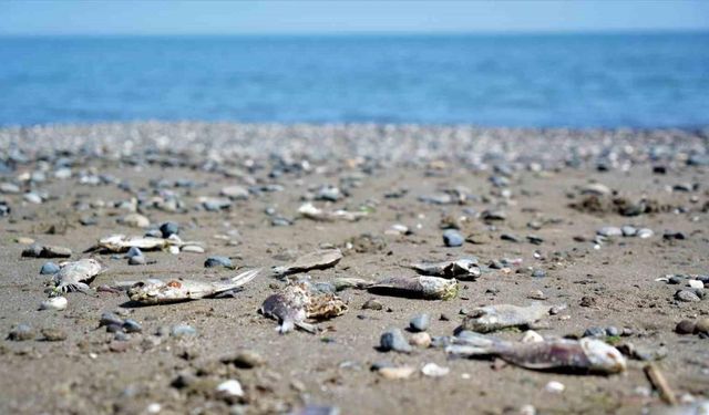 Binlerce İsrail sazanı Karadeniz kıyılarına vurdu