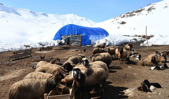 Bu yıl yüzlerce koyun ikiz doğurdu