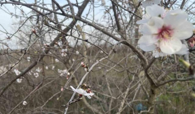 Erken çiçek açan meyve ağaçları üreticiyi endişelendiriyor