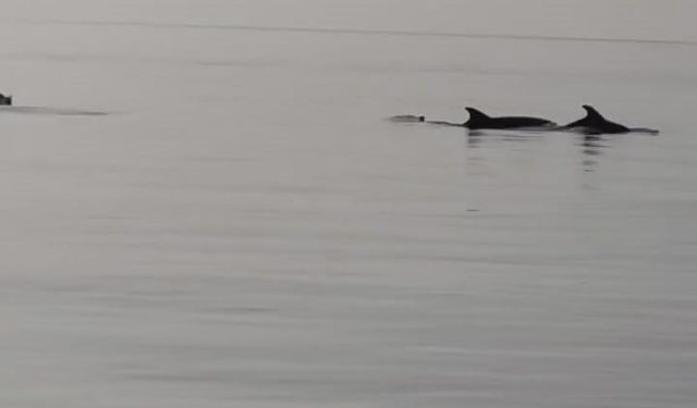 Gemlik’te yunuslar görsel şölen oluşturdu