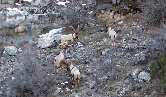 Gümüşhane’de yaban keçileri ve ayılar dronla görüntülendi